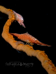 Two pregnant Saw Blade Shrimp on Whip Coral by Jan Morton 